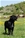 RUSHE ( Riproduttore Selezionato ENCI) - Triola Cane Corso